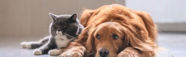providing for your pet after death